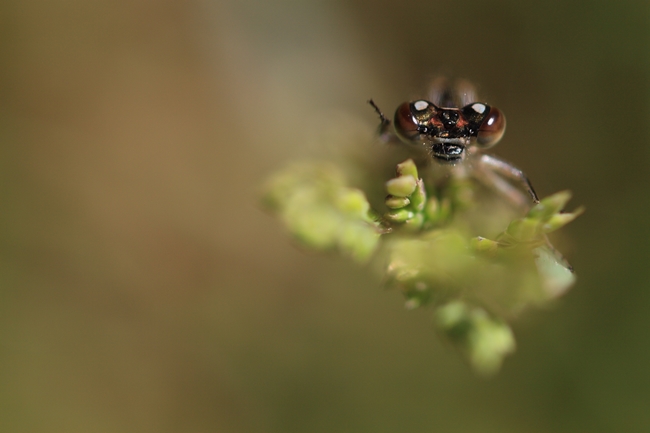 libellule 2013-05-26.JPG